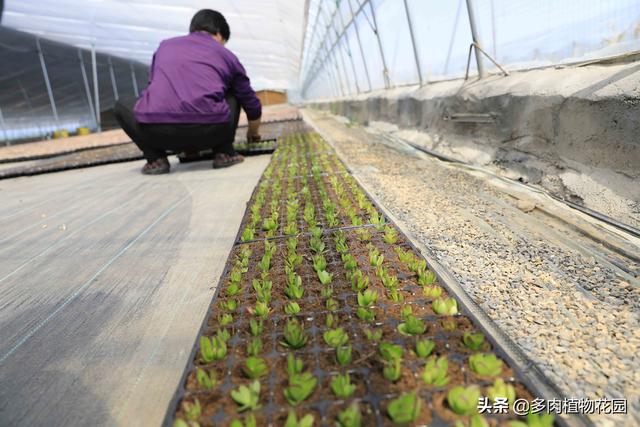 多肉植物砍头之后怎么进行扦插