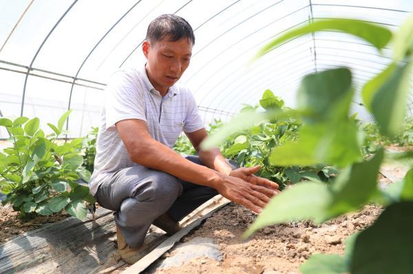 绿叶菜卖每斤25元，客户源源不断增加！上海这个蔬菜种植基地有何“魔力”？