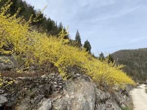 湖北荒山种植什么(湖北大柳：连翘开出“致富花”)