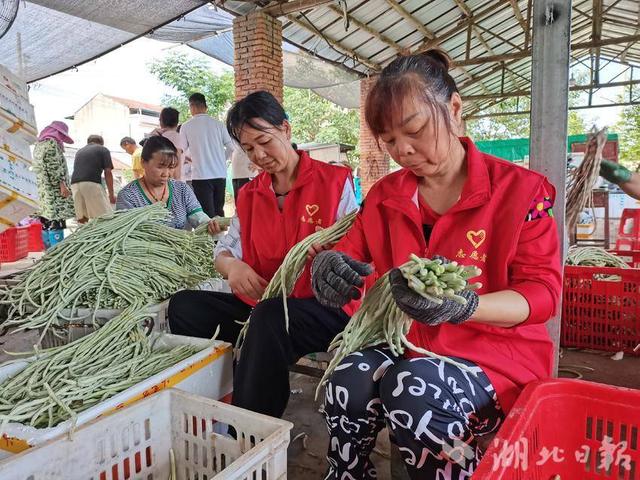 汉川：豇豆丰收，腰包鼓起来！