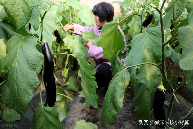 田间管理上注意这几点，想要种好茄子并不难