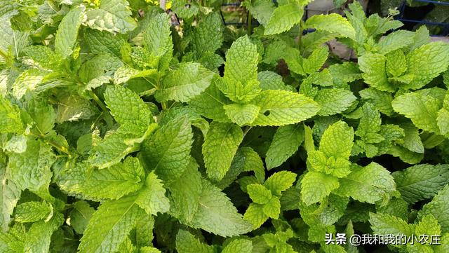 掌握薄荷种植的4种方法，5个管理规程，林下也可种出优质薄荷