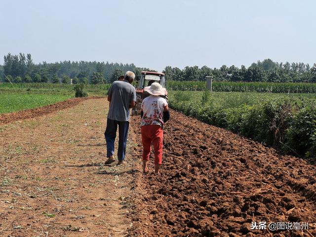 农民种植这种“土人参”，6亩收入30000元，值得借鉴吗？