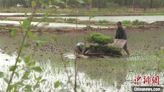 国家高寒水稻种植标准化示范区7.6万亩稻田进入插秧季