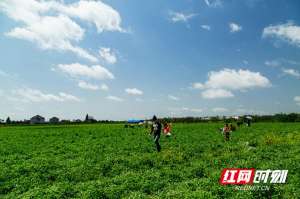 公园种植(乡村振兴看常德丨西湖：“牧草种植+旅游”双轮驱动 放飞草原梦)