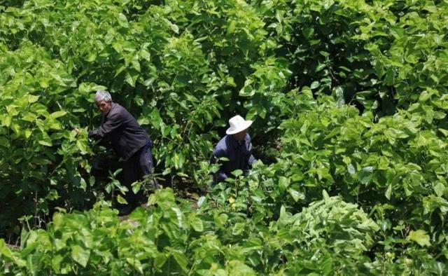 种植桑树，夏季管理很重要，掌握6点关键技术，助桑农增产又增收