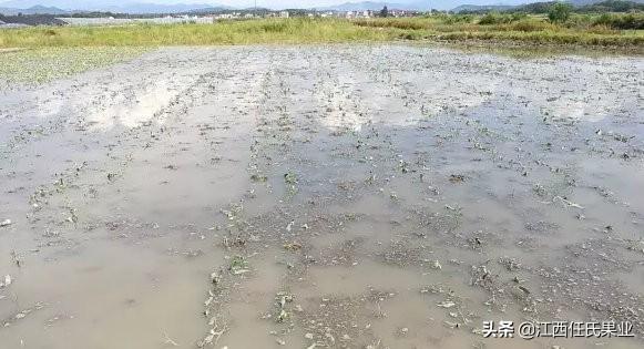 黎川人最爱吃的水蕹菜竟是这样种出来的