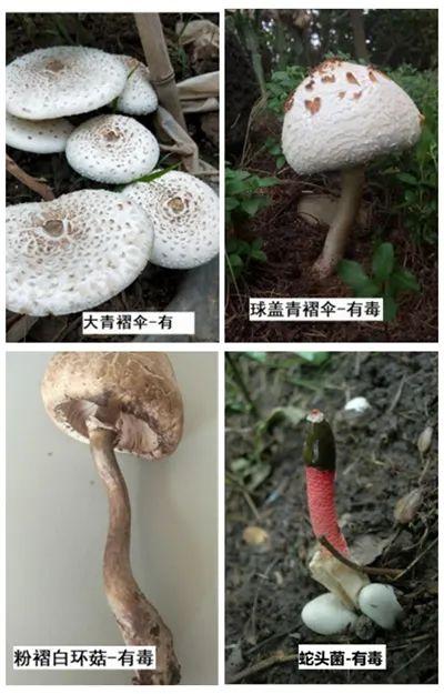 这种东西别随便吃，严重可致命！详细图示教你辨别→