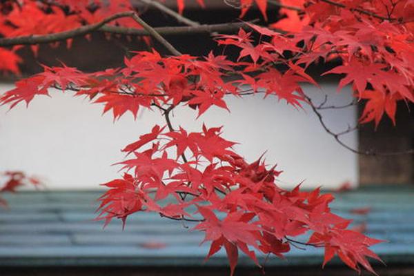 红枫什么时候种植最好？美国红枫栽培技术