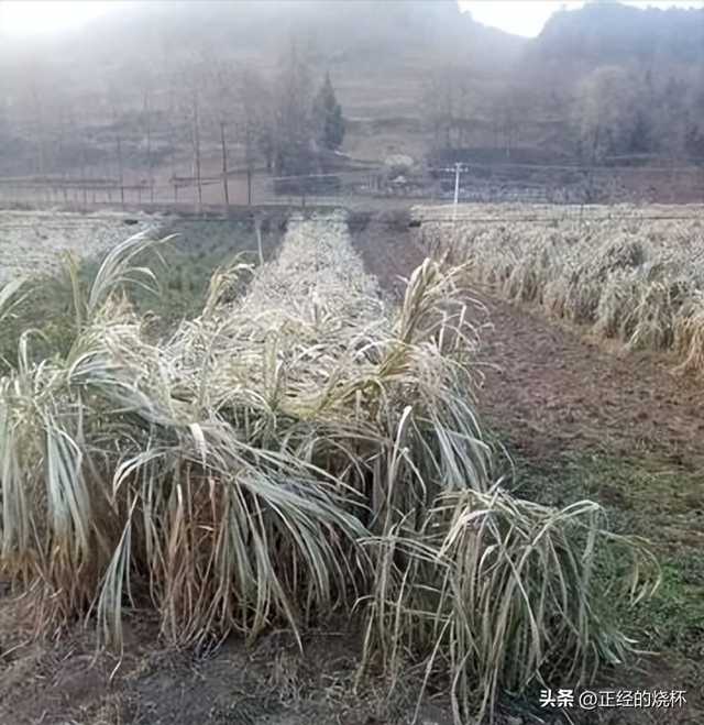 亩产30吨可收割15年，价值是玉米的10倍，种植巨菌草真这么赚钱？