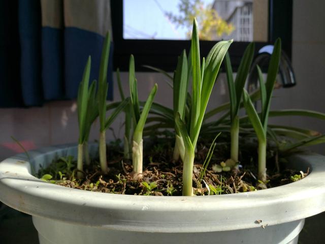 适合在阳台、屋顶上面种植的8种蔬菜，简单易种，一个月就能吃了