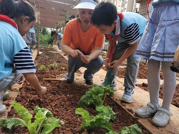 【西湖小学】“小浪花”种植园里学劳动