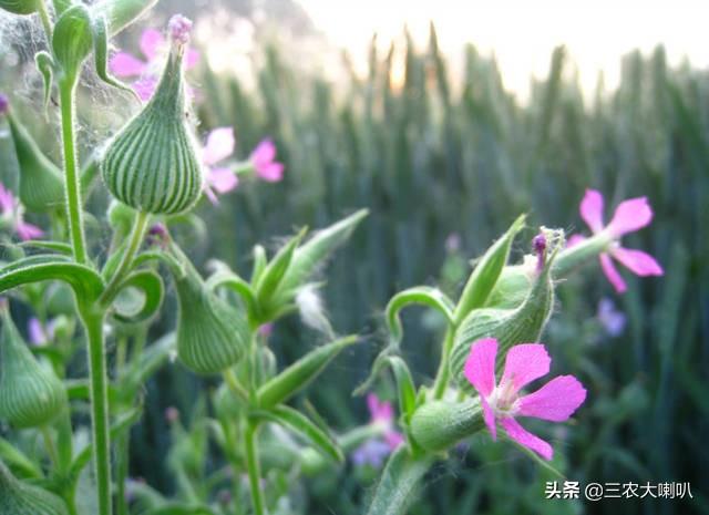 这种野菜，比荠菜、马齿菜好吃多了！它叫面条菜，你吃过吗？