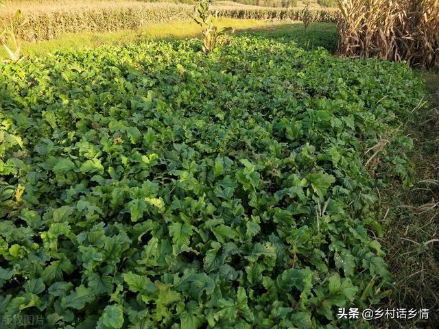 不管种植青萝卜、白萝卜还是红萝卜，肥料这样用，高产又好吃