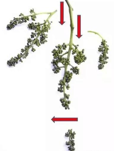 99%的葡萄种植户看完必收藏！5个必备葡萄种植技术常识！