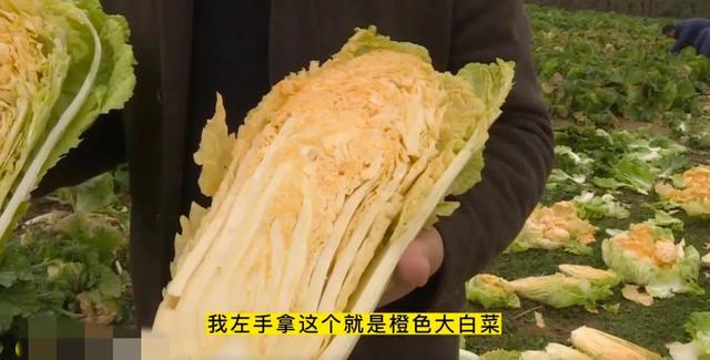 橙色的大白菜试种成功，“升级”版来了