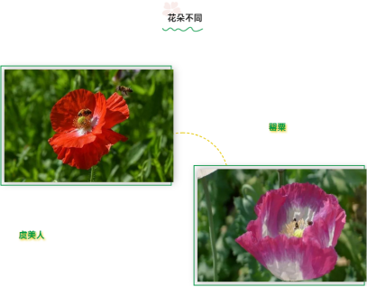 铜川：有人举报一花卉基地卖罂粟！是真违法，还是虚惊一场？