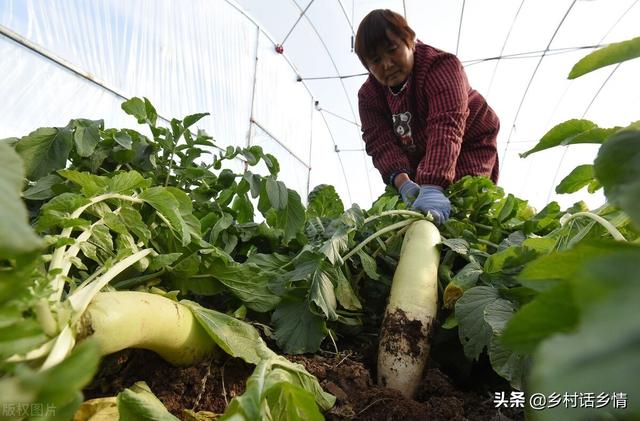 不管种植青萝卜、白萝卜还是红萝卜，肥料这样用，高产又好吃