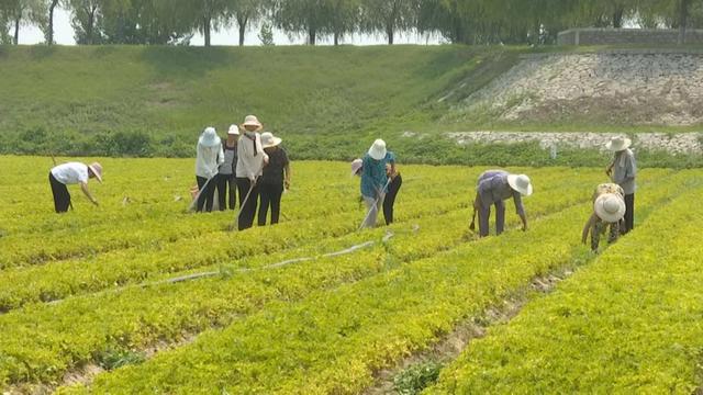 种植一千亩“软黄金”，黄河滩变成“金”河滩