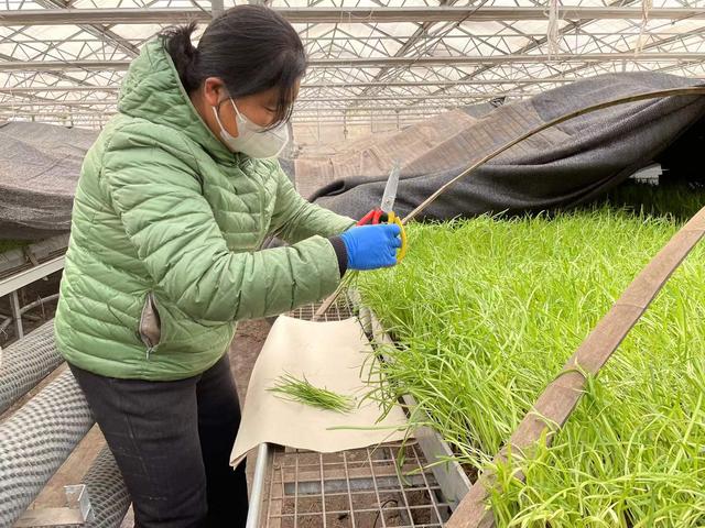 绝迹已久的“尖货”老北京青韭试种成功，这个春节可供应市场