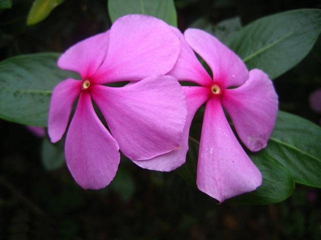 几种不招虫的花，养在家里清爽无比，放在阳台还能驱蚊