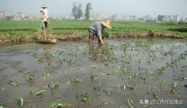 黎川人最爱吃的水蕹菜竟是这样种出来的