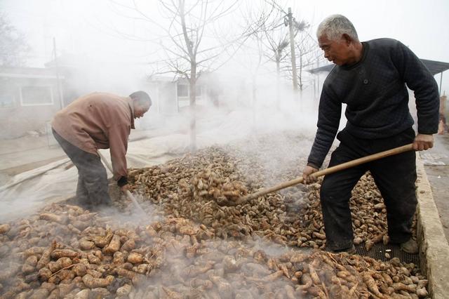 地黄生命力很强也较容易栽种，具体怎么管理？