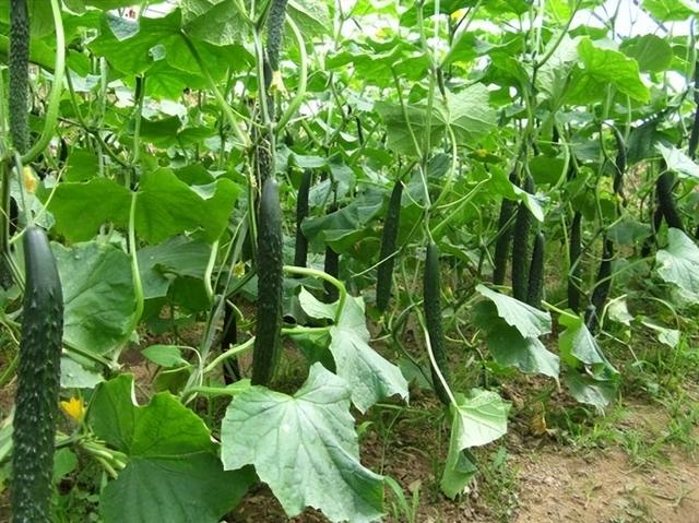 夏黄瓜想种得好，怎样种植才可以达到丰收高产，需要哪些种植技巧