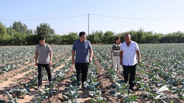 夏津县：开展特色农业种植，小小西兰花开出“致富花”