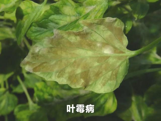 必看！春季番茄田间管理技术