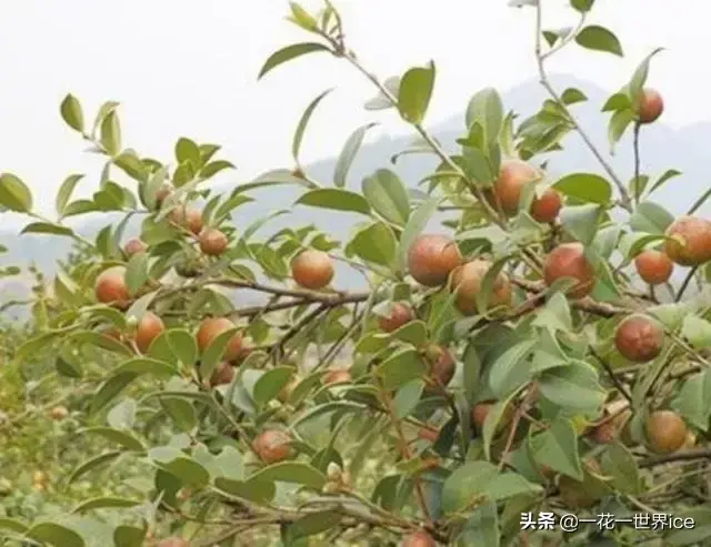 油茶树种植一亩成本不到2000元，亩利润收入有多少？