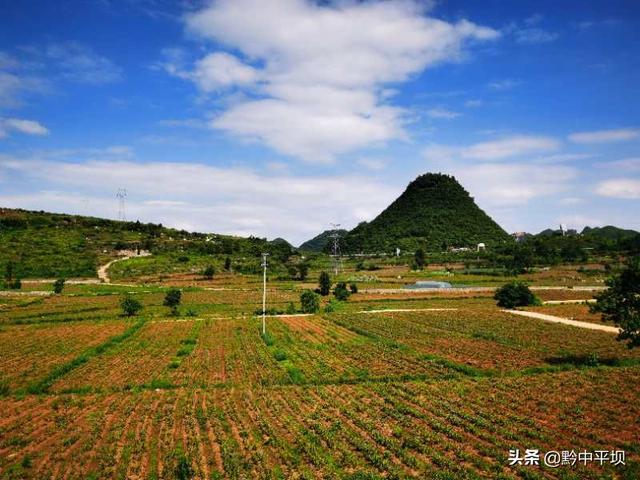 平坝区天龙镇白芨种植基地：白芨花开 开出村民致富路