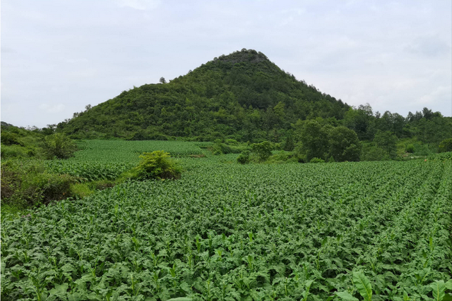 云南小伙发现商机，靠四个秘诀种植葡萄，年收入200多万元!