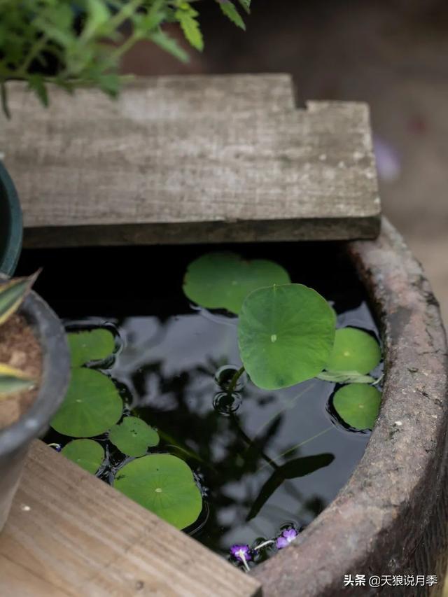 狼组探访记｜3年徒手造园，他把自己的院子刷成了梦幻蓝