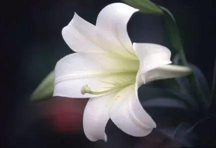 花朵优美清香的麝香百合，还能养成美丽的盆栽