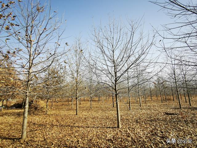 全国各省市都要求发展哪些乡土树种？