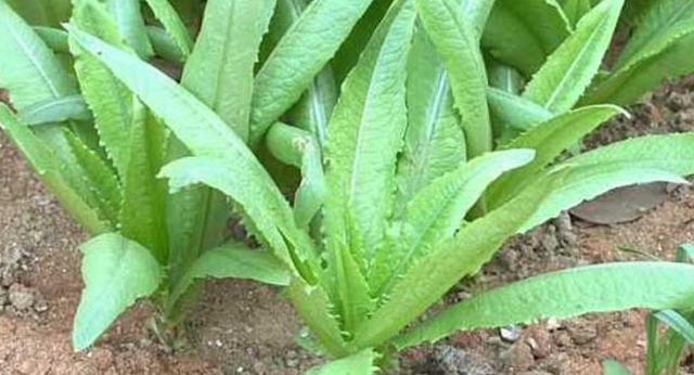 油麦菜很好种植，它的种植技术很简单，稍微留意一下就能学会