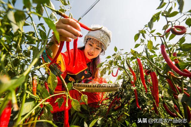 产值最高的蔬菜竟全靠人工采收！机收率不到1%，辣椒机械化收获难在哪儿？