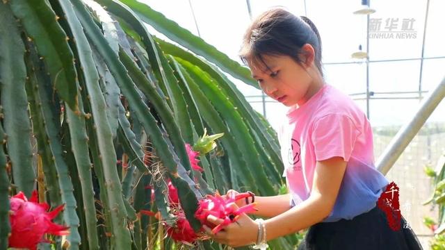 「央媒聚焦」千城百县看中国｜河北灵寿：南果北种 辟出致富新路径