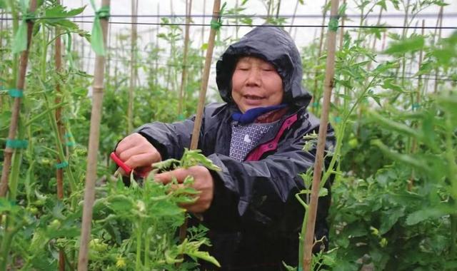 种植西红柿，这样整枝打杈，一颗就能挂果几十颗，好吃还高产