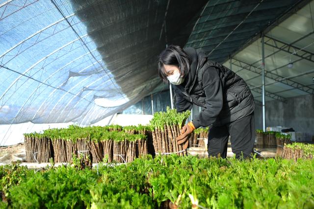 （新春走基层）辽宁新民： 刺嫩芽成了“致富芽”