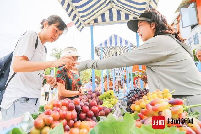 产值可达6500万元 四川自贡最大葡萄种植基地举办采摘节活动