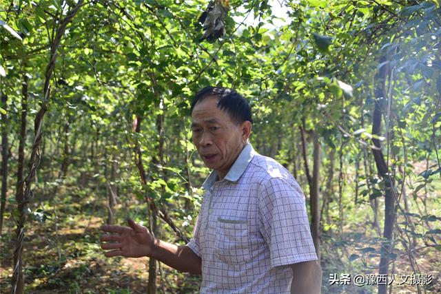 河南农民种植“北方白香蕉”，从野生到大田培育成功，耗时8年