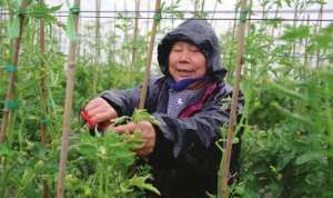 种植打地(种植西红柿，这样整枝打杈，一颗就能挂果几十颗，好吃还高产)