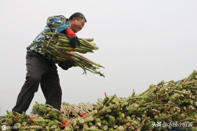 莴苣种植上市晚、产量低？9个种植管理细节手把手教你夺高产