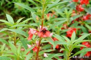 指甲草种植(河南农村常见的中药材凤仙花，栽培技术详解)