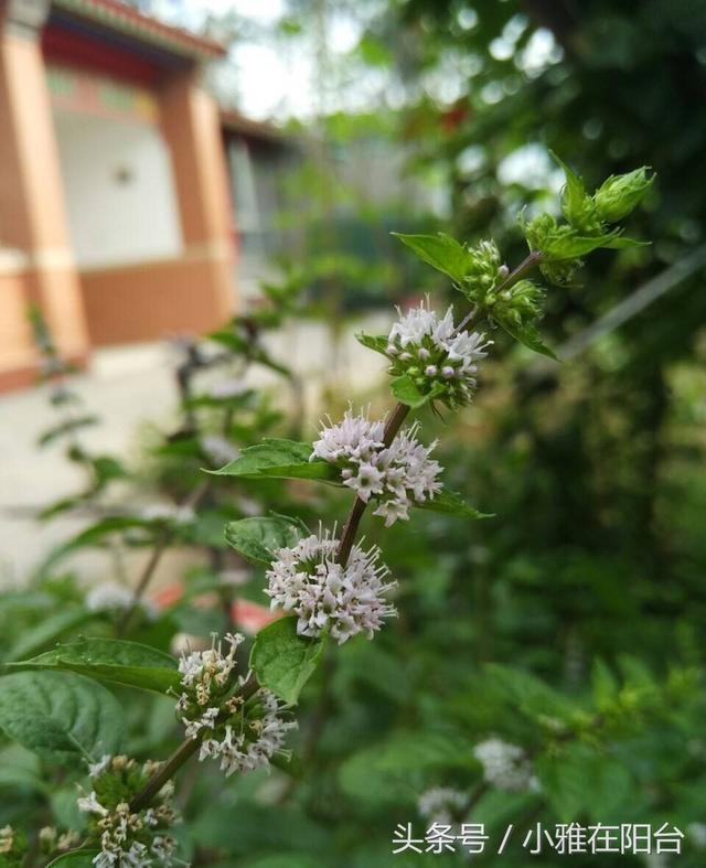 又美又好养爆盆快的薄荷，但是在家里不能这么种，后悔就晚了