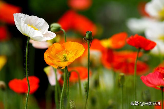 虞美人，总是容易死株？养护知识掌握好，植株健壮，花量繁多