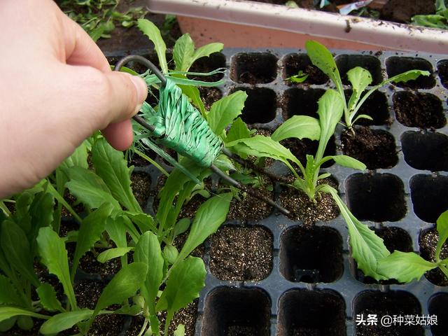 详细介绍阳台蔬菜的种植方法，照着做，您也可以的