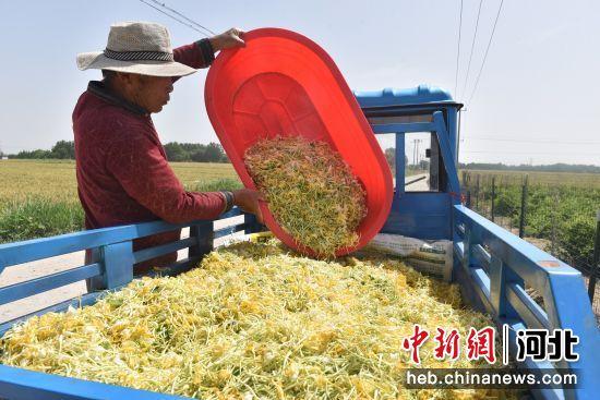 河北景县种植6000余亩金银花 吸纳农村闲散劳动力3000余人